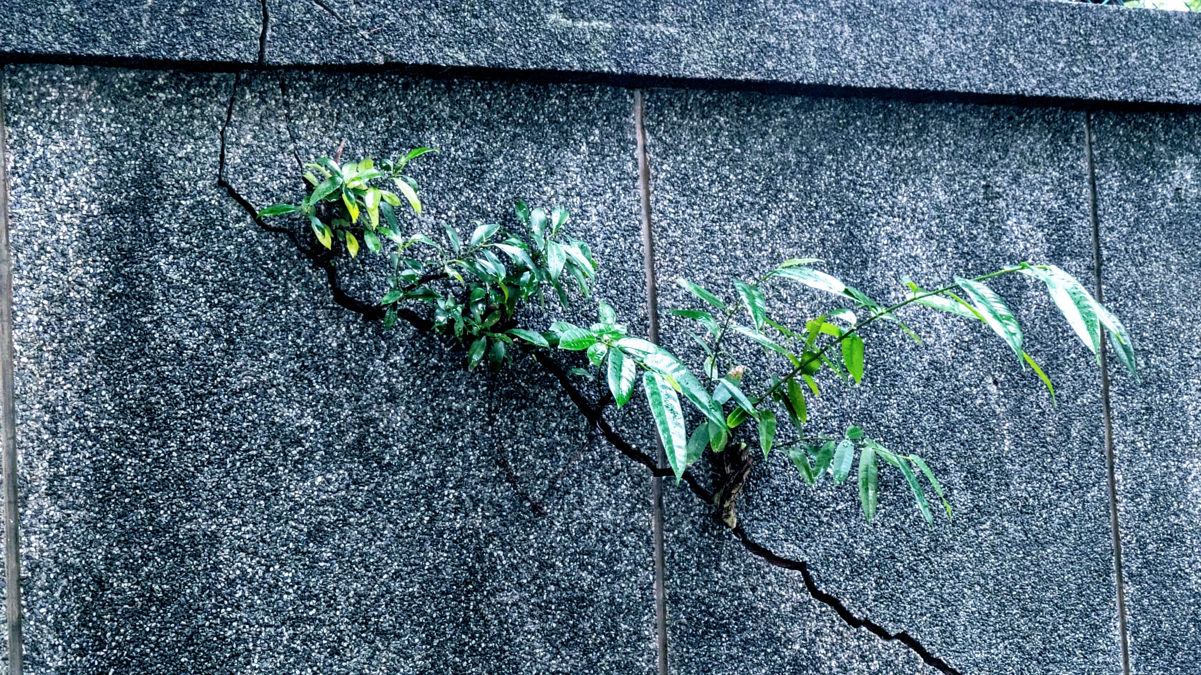 牆縫中長出的榕樹枝葉